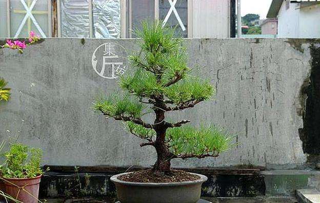 图解 黑松盆景怎么平衡树势的方法