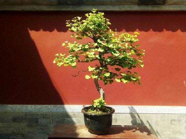 银杏树桩盆景怎么造型的3个步骤