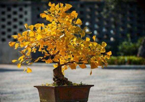 枸杞老桩盆景怎么整姿加工的2个方法