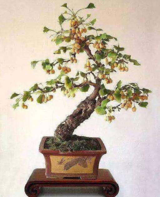 枸杞盆景怎么上盆的4个过程