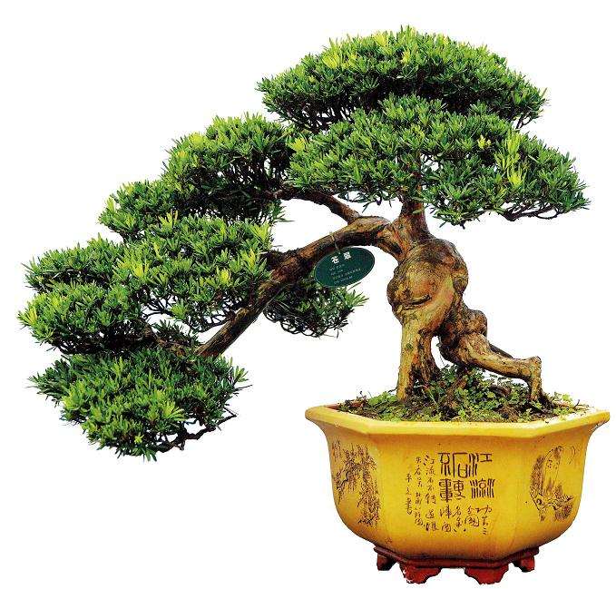 罗汉松盆景骨架怎么蟠札造型的3个方法