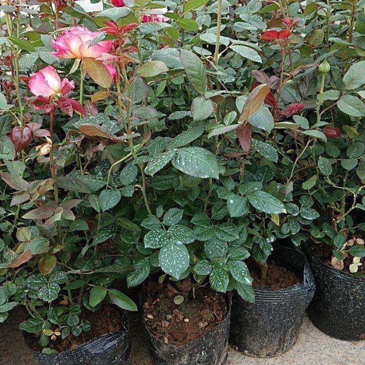 月季地栽和盆栽怎么养护