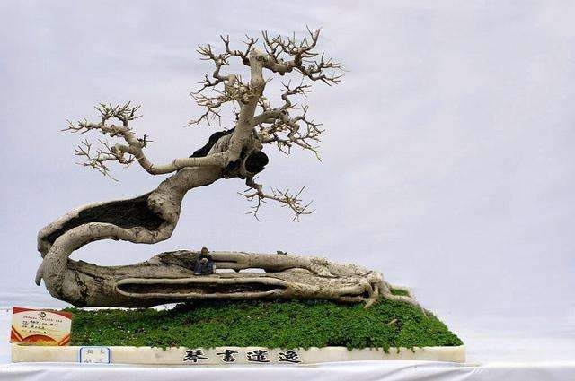 岭南盆景的曲干式和斜干式