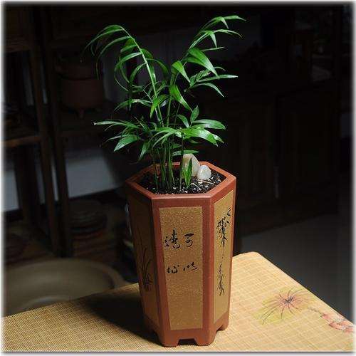 盆景盆子按盆孔分类有哪些