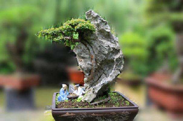盆景的鉴赏和怎么制作技巧