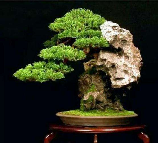 盆景的鉴赏和怎么制作技巧