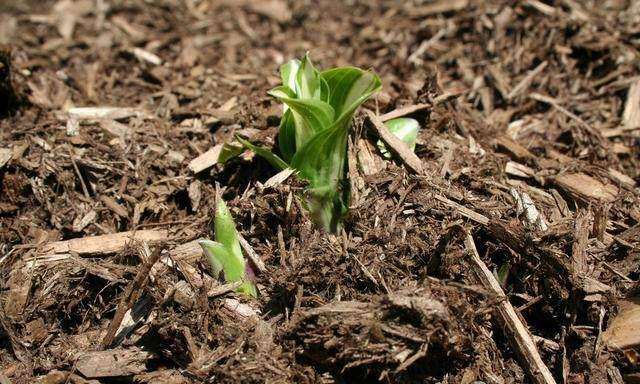 27种盆景土壤介质 敢快来认识一下