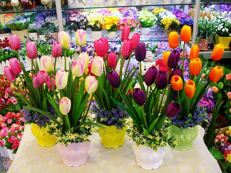 盆栽郁金香发芽的养护方法 图片