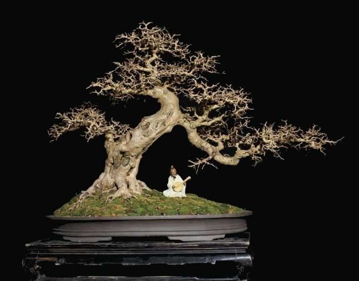 怎么天时地利人和促进岭南盆景发展