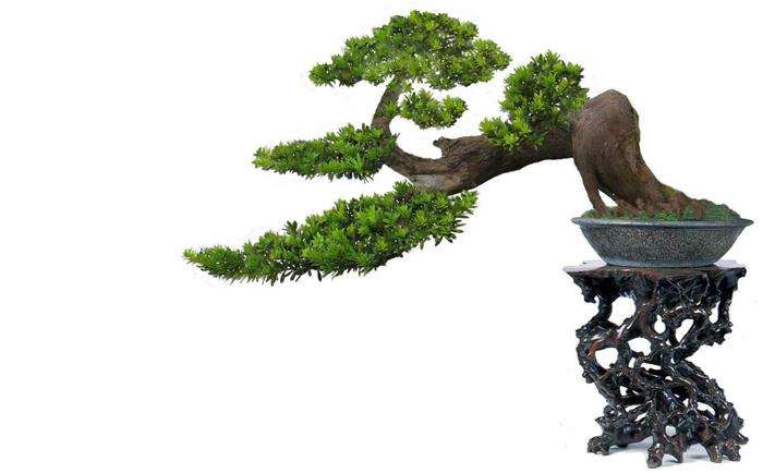 米叶罗汉松盆景怎么浇水修剪的方法