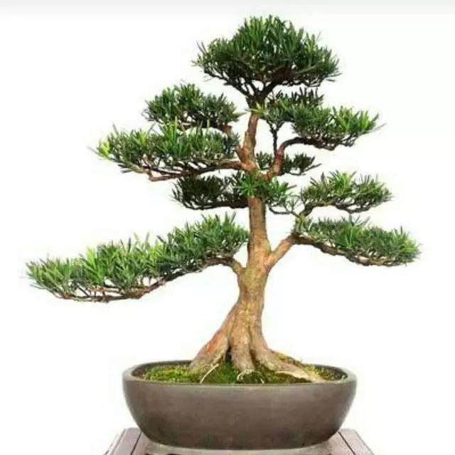 米叶罗汉松盆景怎么浇水修剪的方法