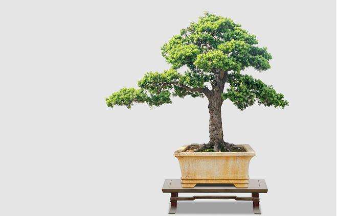 山石盆景怎么造型的2个方法