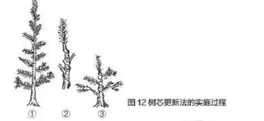 图解 盆景树干部造型美及其整形法