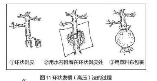 图解 盆景树干部造型美及其整形法
