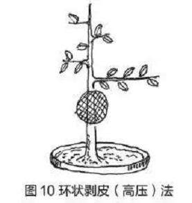 图解 盆景树干部造型美及其整形法