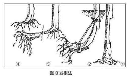 图解 盆景树干部造型美及其整形法