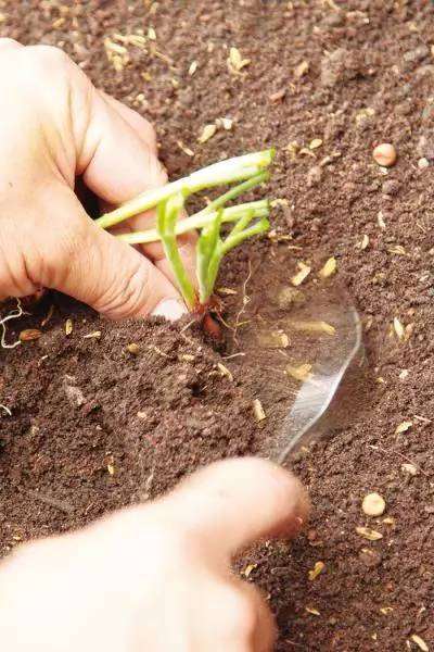 在阳台怎么养香葱盆栽的4个方法