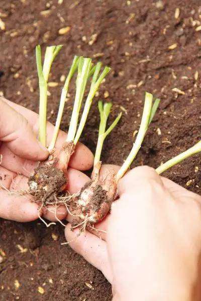 在阳台怎么养香葱盆栽的4个方法