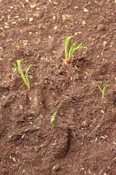 在阳台怎么养香葱盆栽的4个方法