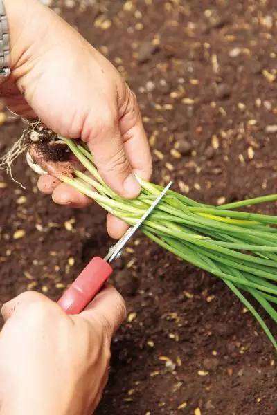 在阳台怎么养香葱盆栽的4个方法