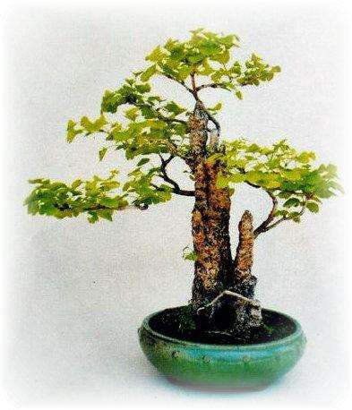 树桩盆景的12个形式是哪些