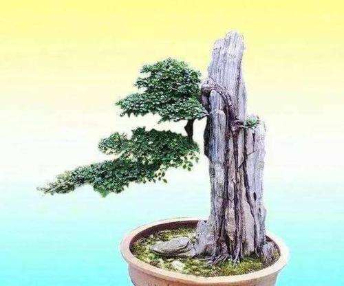树桩盆景的12个形式是哪些