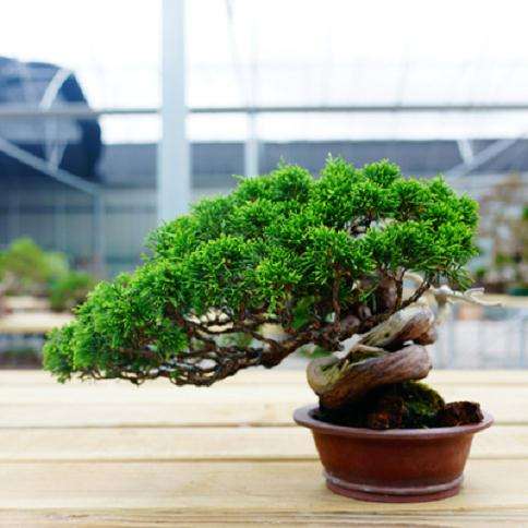 树桩盆景的7个类型有哪些