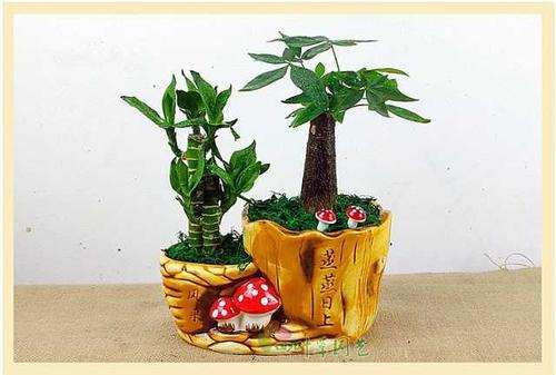 组合盆栽怎么种植的7个方法