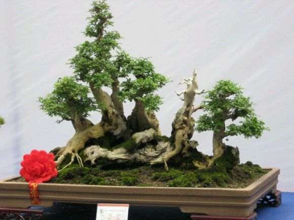 山水盆景怎么造型的10个形式