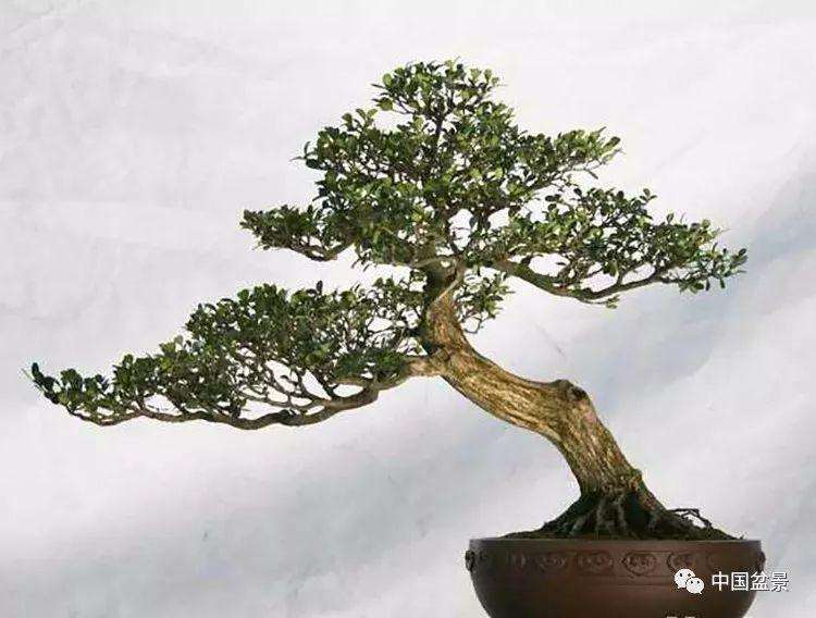 山水盆景怎么造型的10个形式