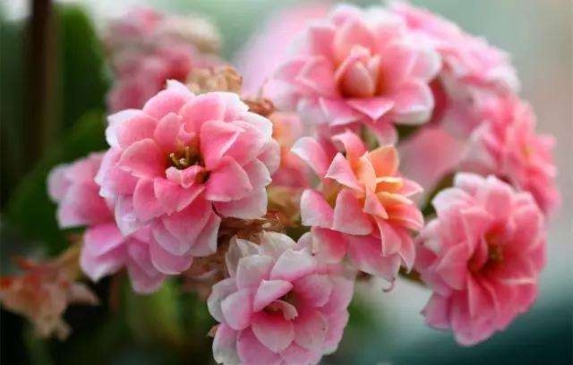 这6种绿植很适合制作盆栽