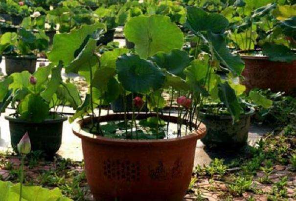 种植盆栽对环境的6个需求