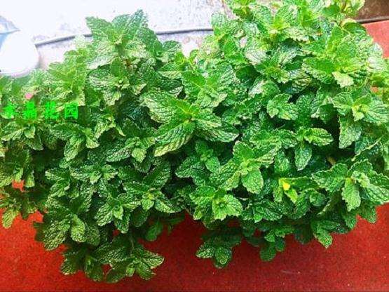 盆栽薄荷草怎么浇水施肥的5个方法