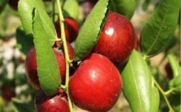 怎么在阳台盆栽大枣的3个方法