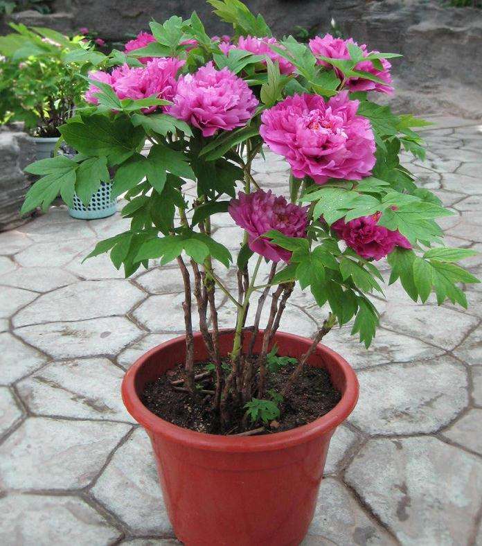 三月份家庭阳台盆栽花卉的养殖