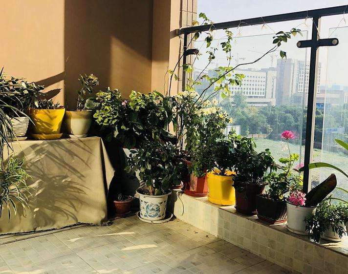 适于阳台栽种的花卉种类有哪些