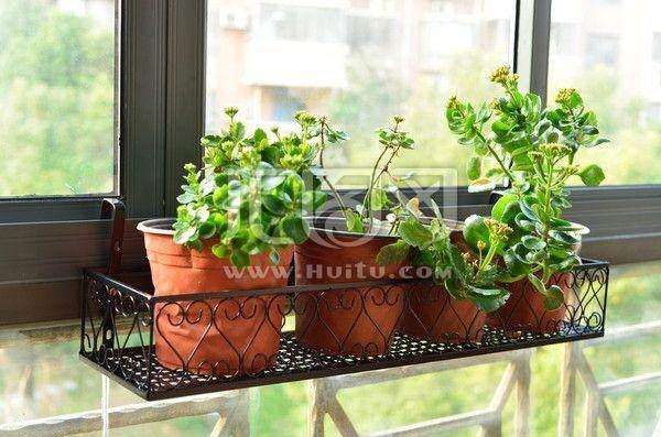 阳台盆栽怎么种植西红柿的3个方法