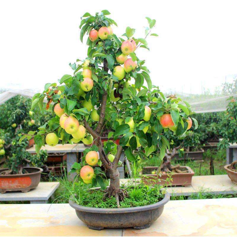苹果盆景怎么造型的6个方法