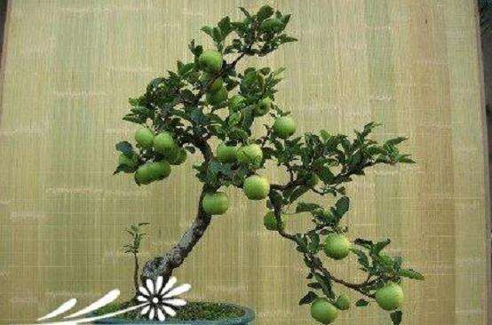 苹果盆景怎么嫁接繁殖的3个方法