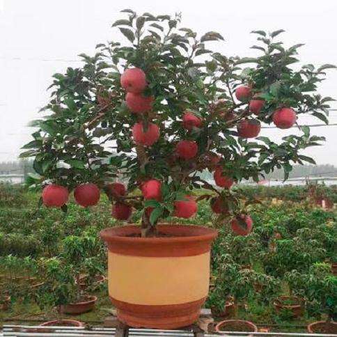 苹果盆景砧木与品种怎么选择的方法