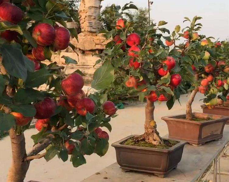 夏季苹果盆景怎么浇水施肥的5个方法