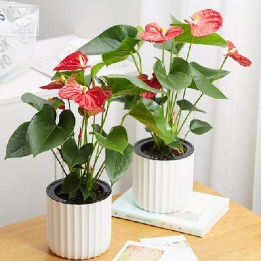 红掌盆栽怎么水分管理的3个方法