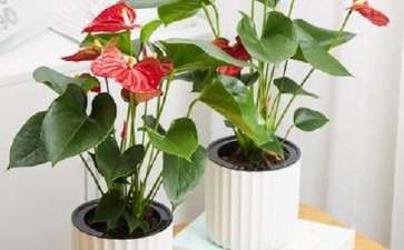 红掌盆栽怎么水分管理的3个方法