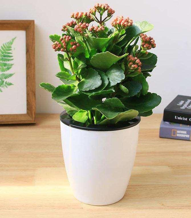 长寿花盆栽怎么扦插的3个注意事项