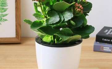 长寿花盆栽怎么扦插的3个注意事项