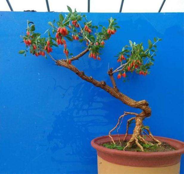 枸杞盆景怎么养护管理的方法