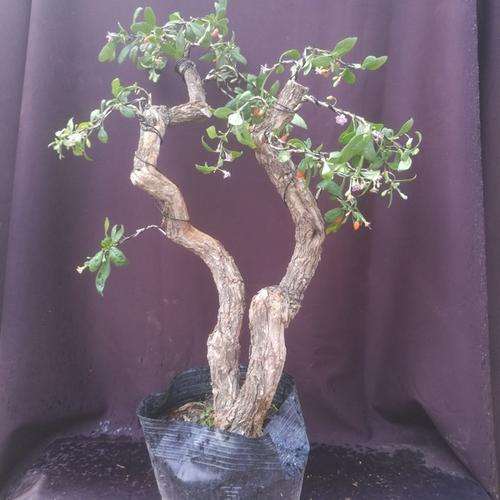 枸杞盆景怎么养护管理的方法