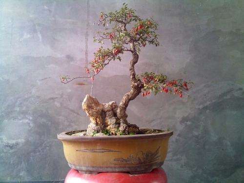 枸杞盆景怎么造型的4个方法
