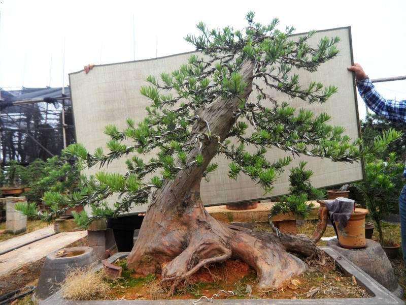罗汉松盆景选材整型的4个方法