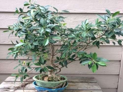 图解 怎么用扦插苗培育出矮霸榕树盆景